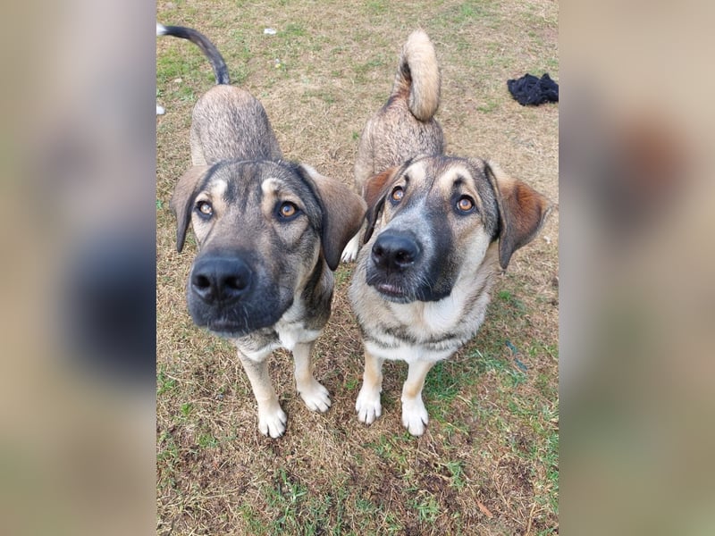 Cooper - gemütlich, freundlich und neugierig