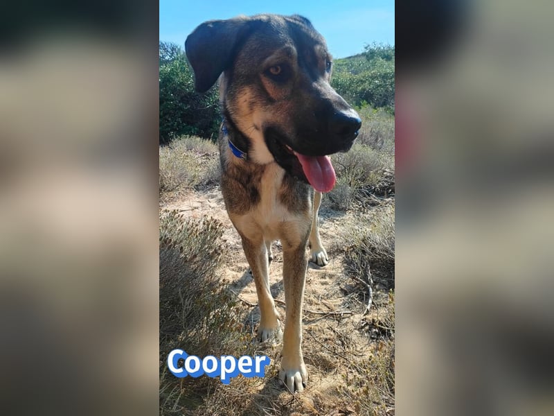 Cooper, 02/25 - sanfter Riese sucht ab September ein Zuhause