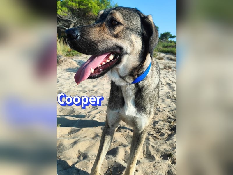 Cooper, 02/25 - sanfter Riese sucht ab September ein Zuhause