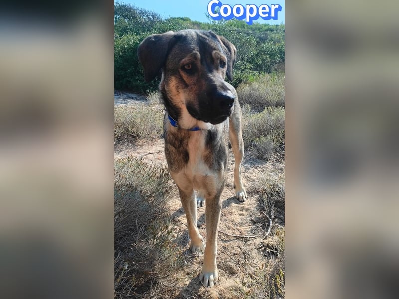Cooper, 02/25 - sanfter Riese sucht ab September ein Zuhause