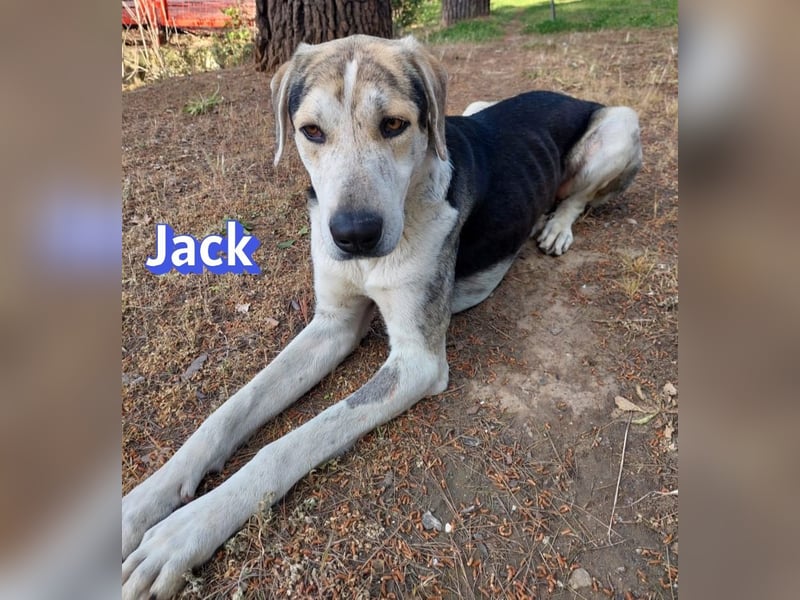 Jack - 06/2023 - sanfter Riese sucht sein Glück