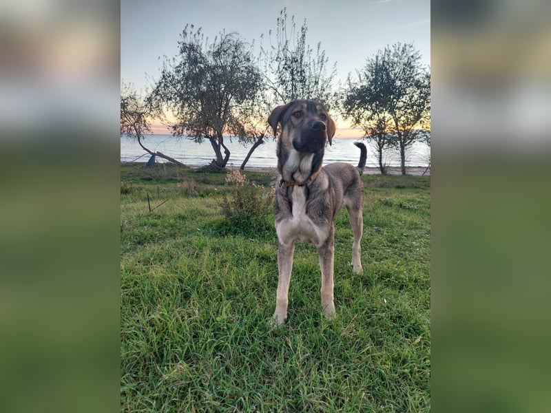 Cooper - gemütlich, freundlich und neugierig