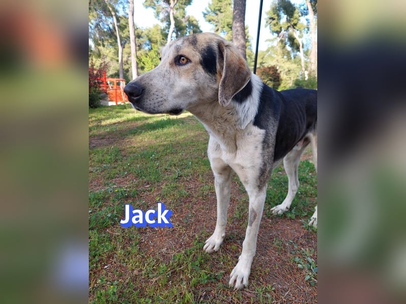 Jack - 06/2023 - sanfter Riese sucht sein Glück