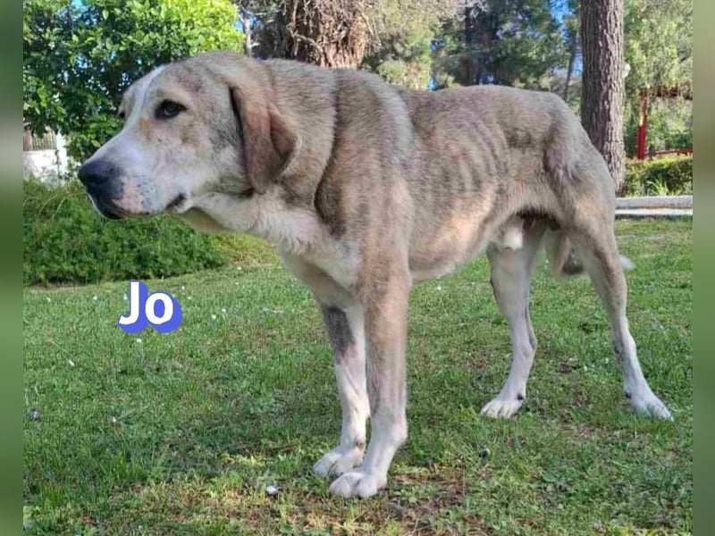 Jo - 06/2023 - sanfter Riese scuht sein Glück