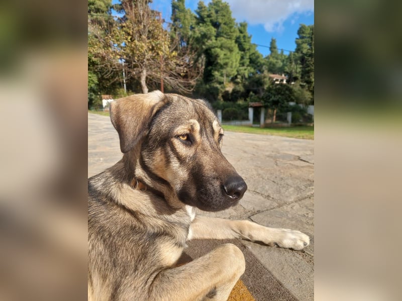 Cooper - gemütlich, freundlich und neugierig