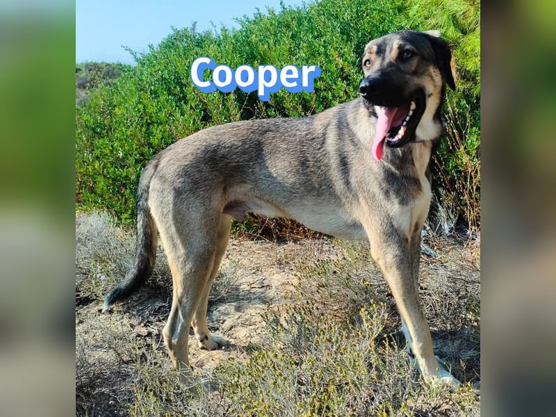 Cooper, 02/25 - sanfter Riese sucht ab September ein Zuhause
