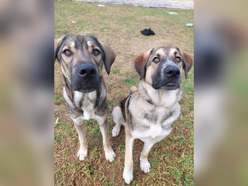 Cora - aktiv, freundlich und neugierig