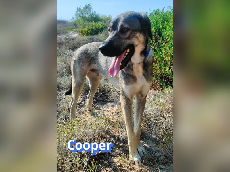 Cooper, 02/25 - sanfter Riese sucht ab September ein Zuhause