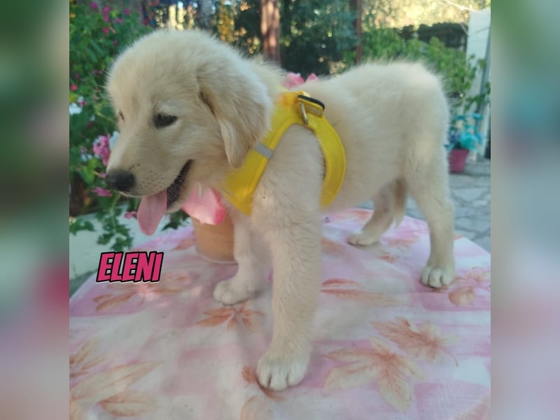 Eleni, 06/26 - kleines Wunder sucht Zuhause