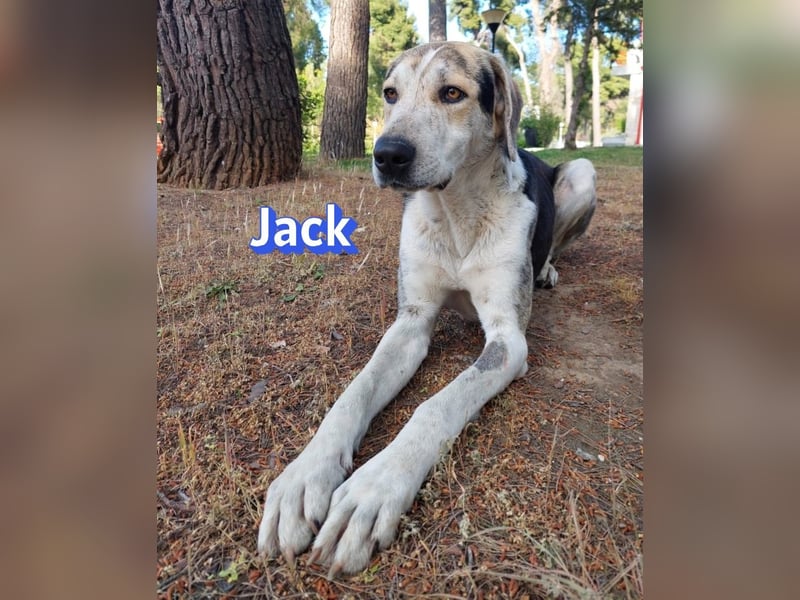 Jack - 06/2023 - sanfter Riese sucht sein Glück