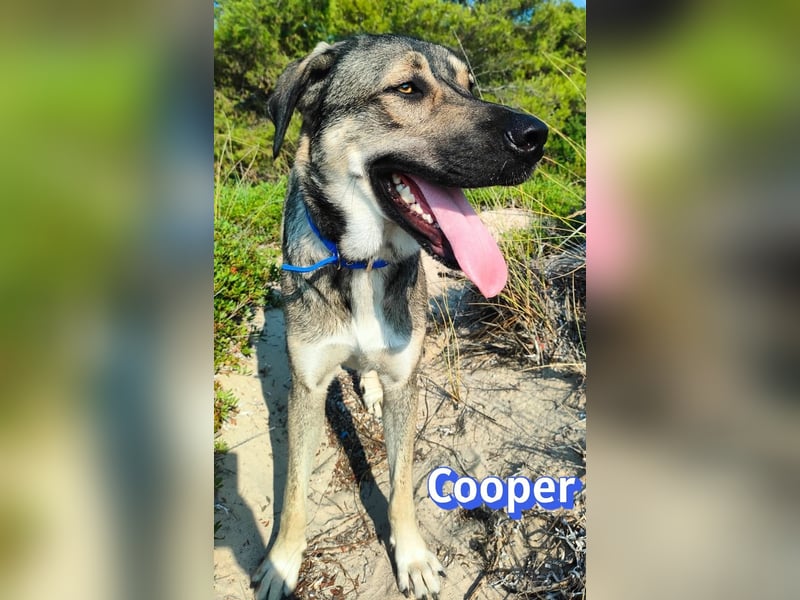 Cooper, 02/25 - sanfter Riese sucht ab September ein Zuhause