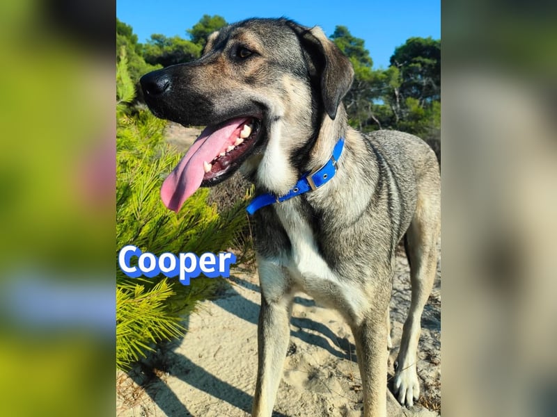Cooper, 02/25 - sanfter Riese sucht ab September ein Zuhause