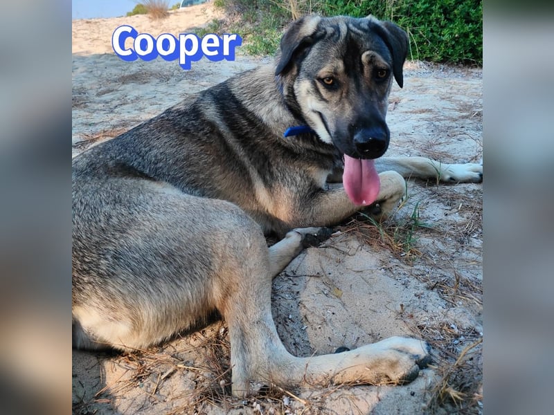Cooper, 02/25 - sanfter Riese sucht ab September ein Zuhause