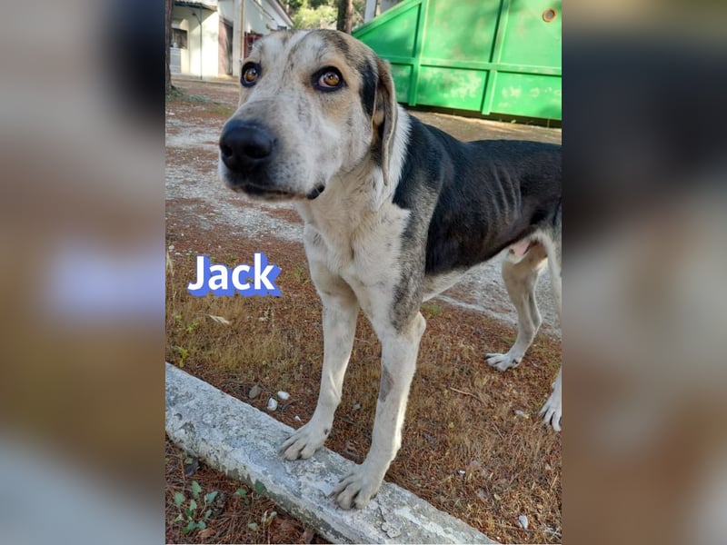 Jack - 06/2023 - sanfter Riese sucht sein Glück