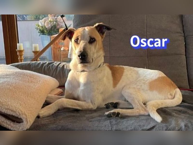 VERMITTLUNGSHILFE Oscar, 12/20 - sucht erfahrene Hände