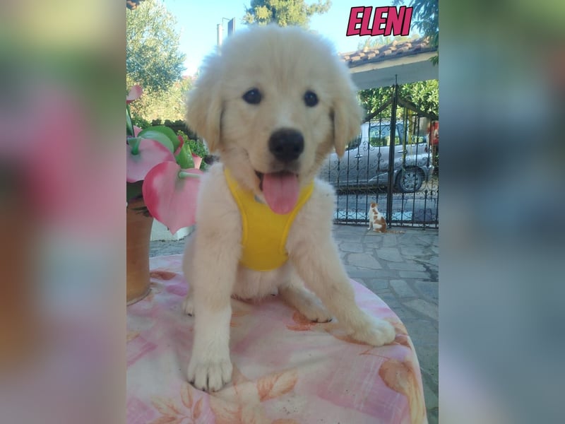 Eleni, 06/26 - kleines Wunder sucht Zuhause