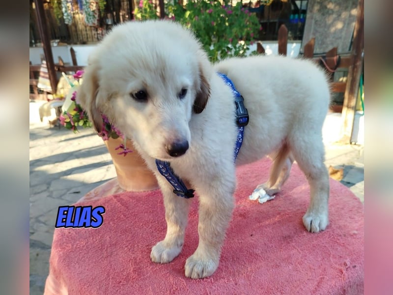 Elias, 06/26 - kleiner Eisbär sucht Familie