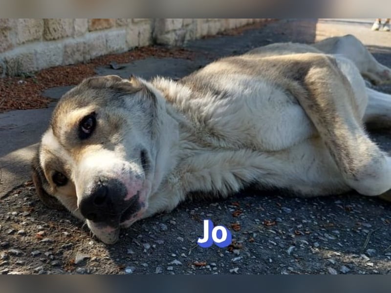Jo - 06/2023 - sanfter Riese scuht sein Glück