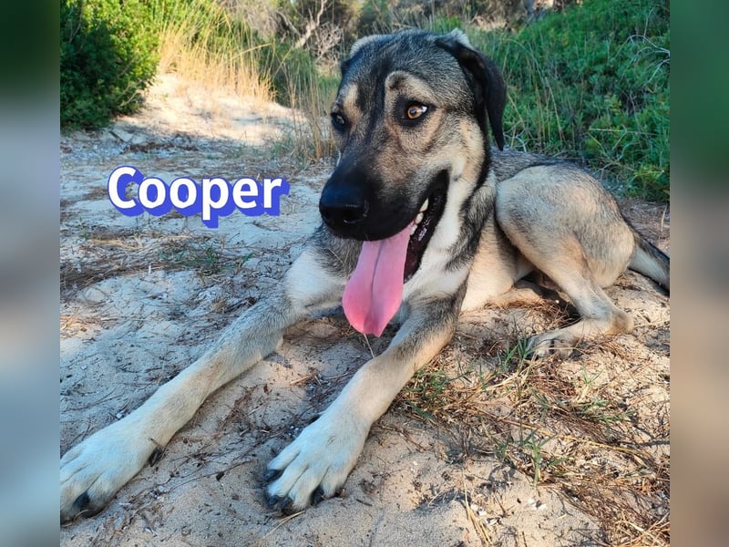 Cooper, 02/25 - sanfter Riese sucht ab September ein Zuhause