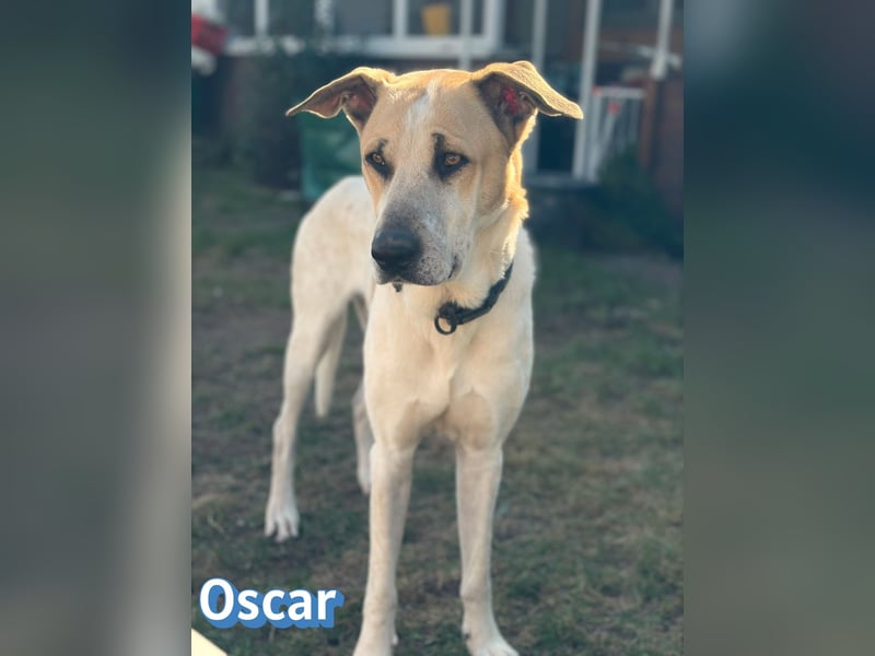 VERMITTLUNGSHILFE Oscar, 12/20 - sucht erfahrene Hände