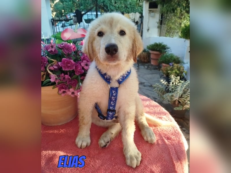 Elias, 06/26 - kleiner Eisbär sucht Familie