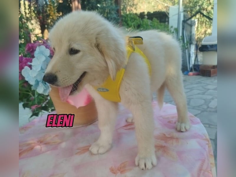 Eleni, 06/26 - kleines Wunder sucht Zuhause