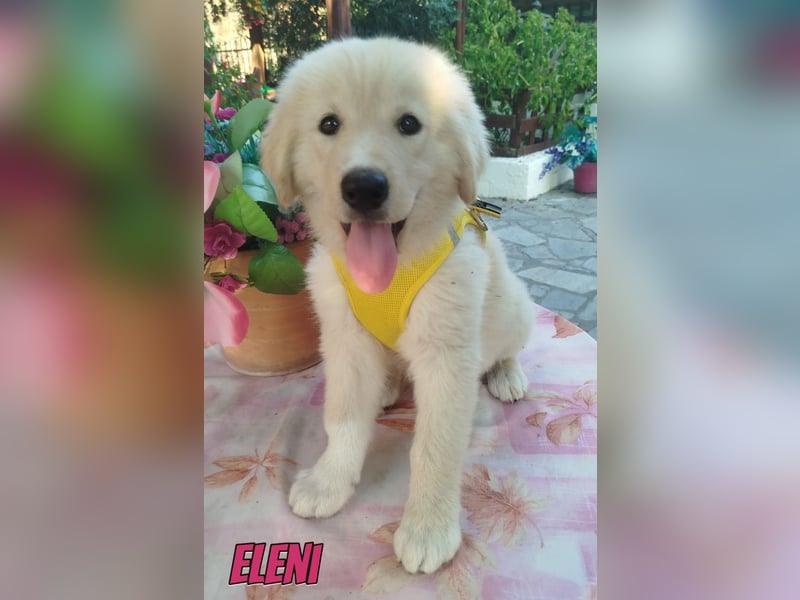Eleni, 06/26 - kleines Wunder sucht Zuhause