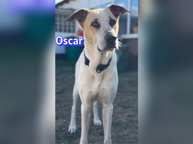 VERMITTLUNGSHILFE Oscar, 12/20 - sucht erfahrene Hände
