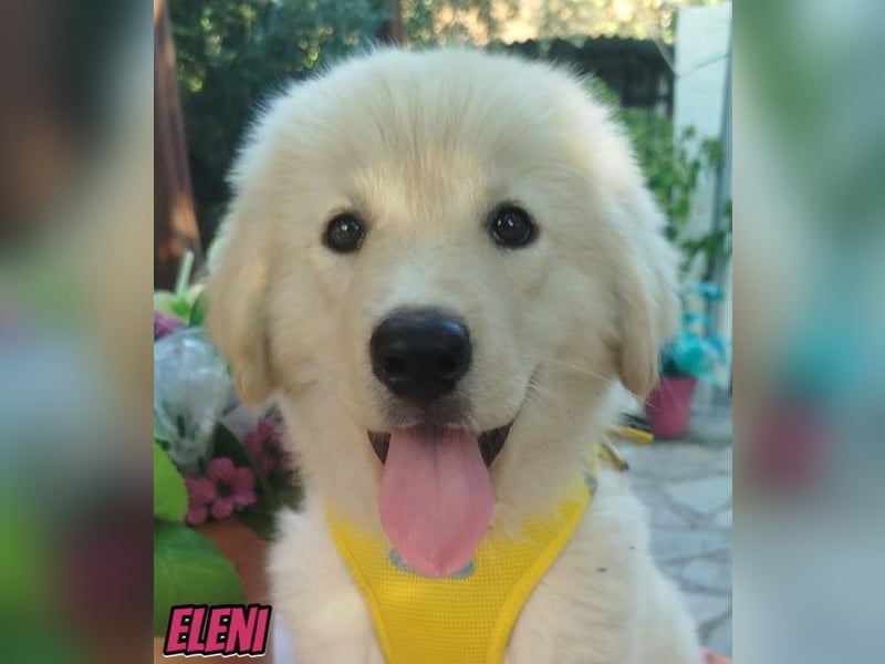 Eleni, 06/26 - kleines Wunder sucht Zuhause