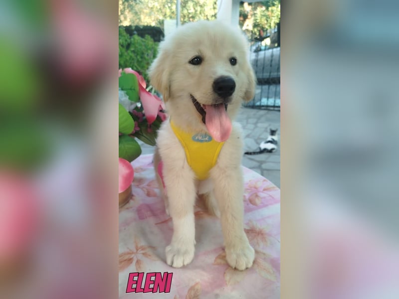 Eleni, 06/26 - kleines Wunder sucht Zuhause