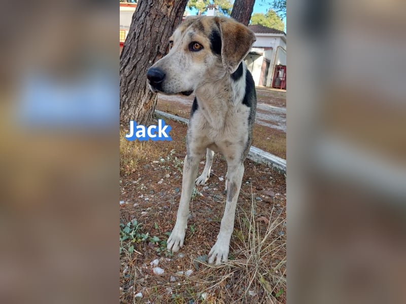 Jack - 06/2023 - sanfter Riese sucht sein Glück
