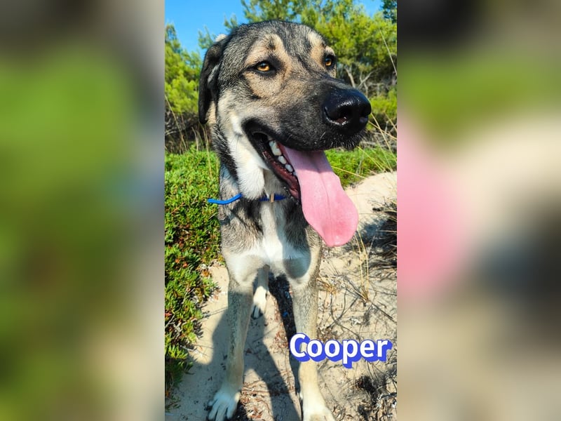 Cooper, 02/25 - sanfter Riese sucht ab September ein Zuhause