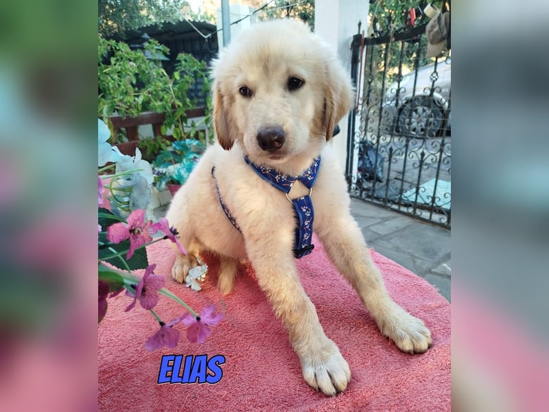 Elias, 06/26 - kleiner Eisbär sucht Familie