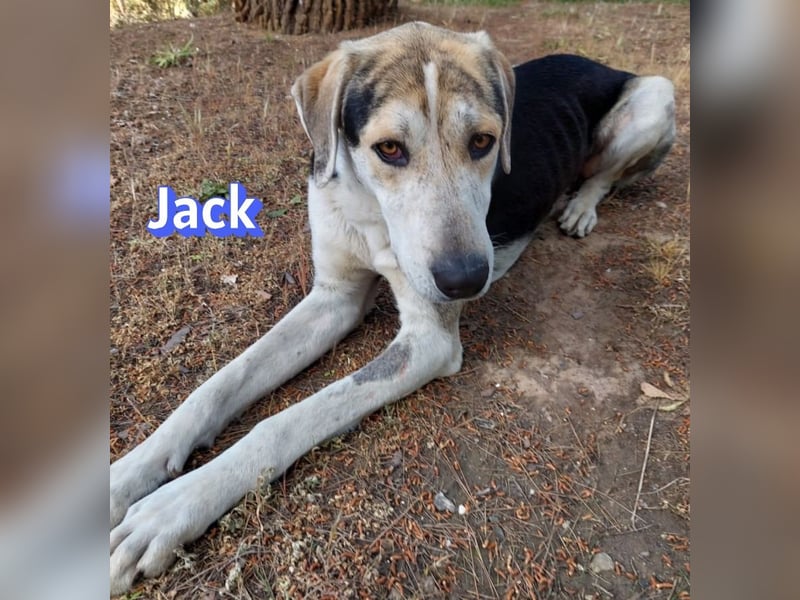 Jack - 06/2023 - sanfter Riese sucht sein Glück