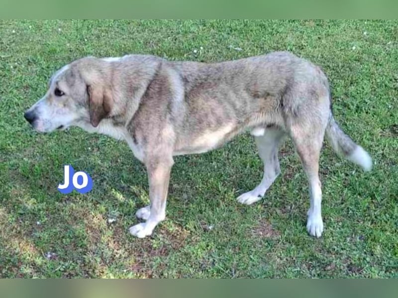 Jo - 06/2023 - sanfter Riese scuht sein Glück