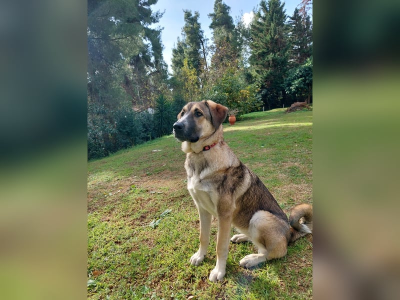 Cora - aktiv, freundlich und neugierig