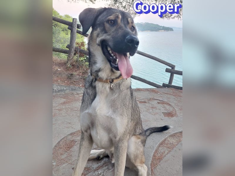 Cooper, 02/25 - sanfter Riese sucht ab September ein Zuhause