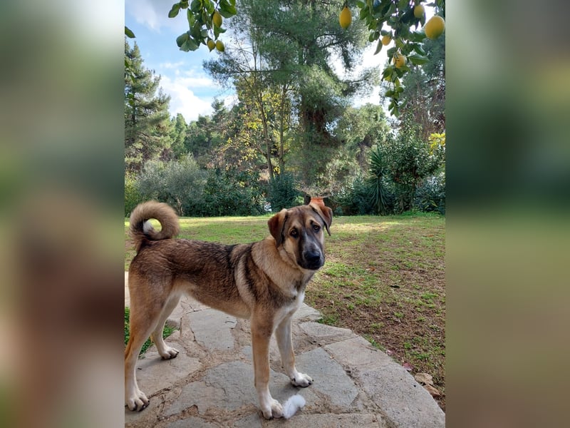 Cora - aktiv, freundlich und neugierig