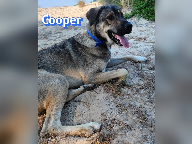 Cooper, 02/25 - sanfter Riese sucht ab September ein Zuhause