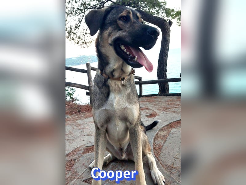 Cooper, 02/25 - sanfter Riese sucht ab September ein Zuhause
