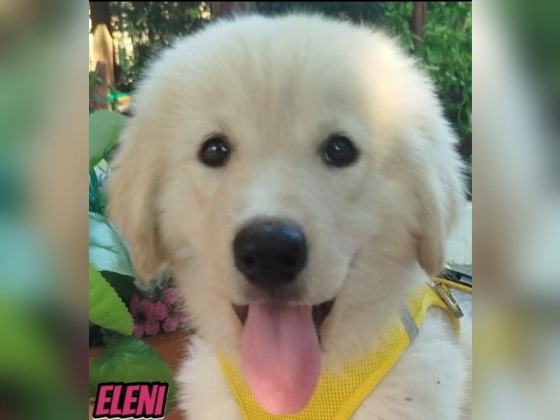 Eleni, 06/26 - kleines Wunder sucht Zuhause
