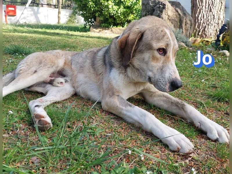 Jo - 06/2023 - sanfter Riese scuht sein Glück