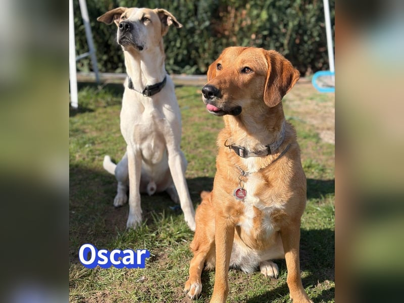 VERMITTLUNGSHILFE Oscar, 12/20 - sucht erfahrene Hände