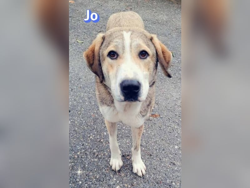 Jo - 06/2023 - sanfter Riese scuht sein Glück