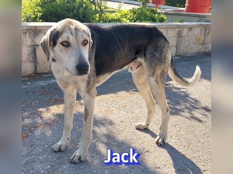 Jack - 06/2023 - sanfter Riese sucht sein Glück