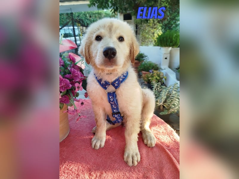 Elias, 06/26 - kleiner Eisbär sucht Familie