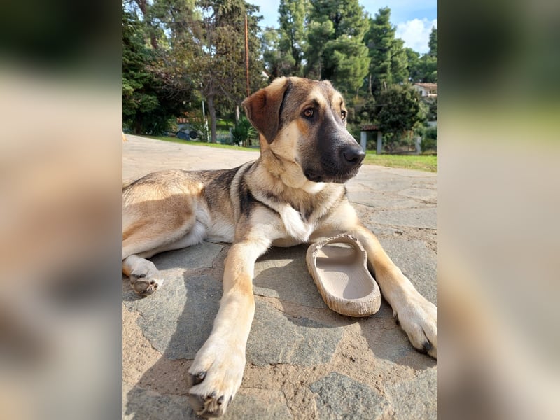 Cora - aktiv, freundlich und neugierig