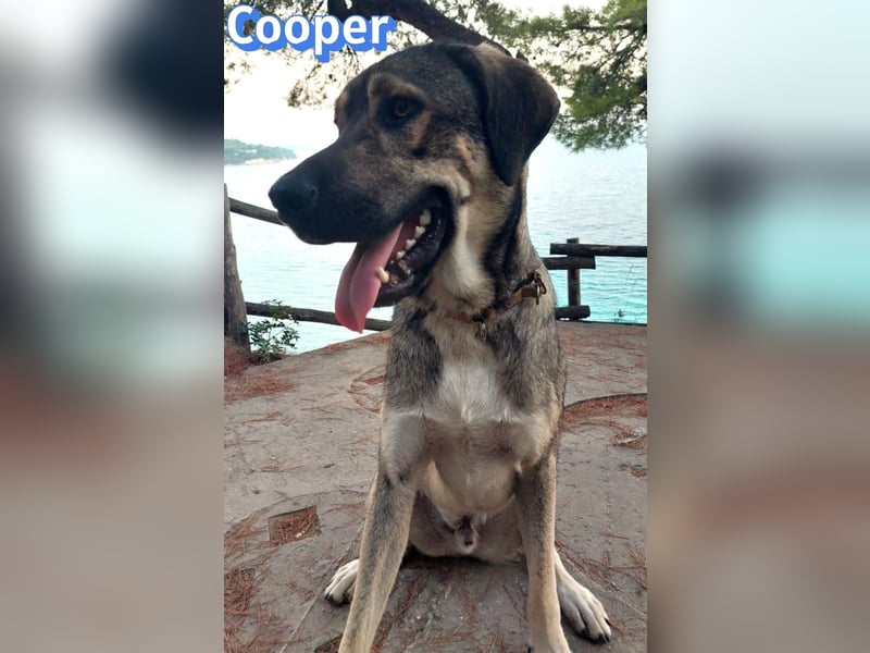 Cooper, 02/25 - sanfter Riese sucht ab September ein Zuhause