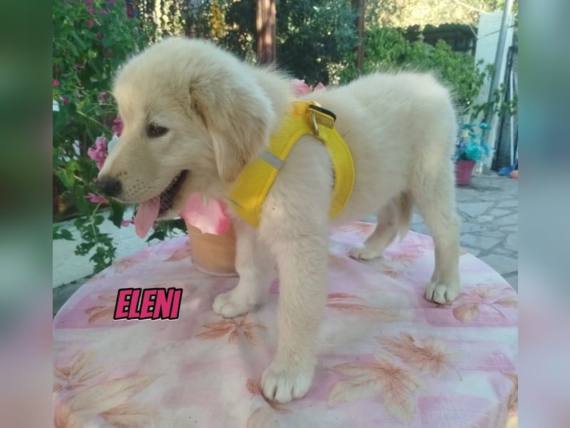 Eleni, 06/26 - kleines Wunder sucht Zuhause
