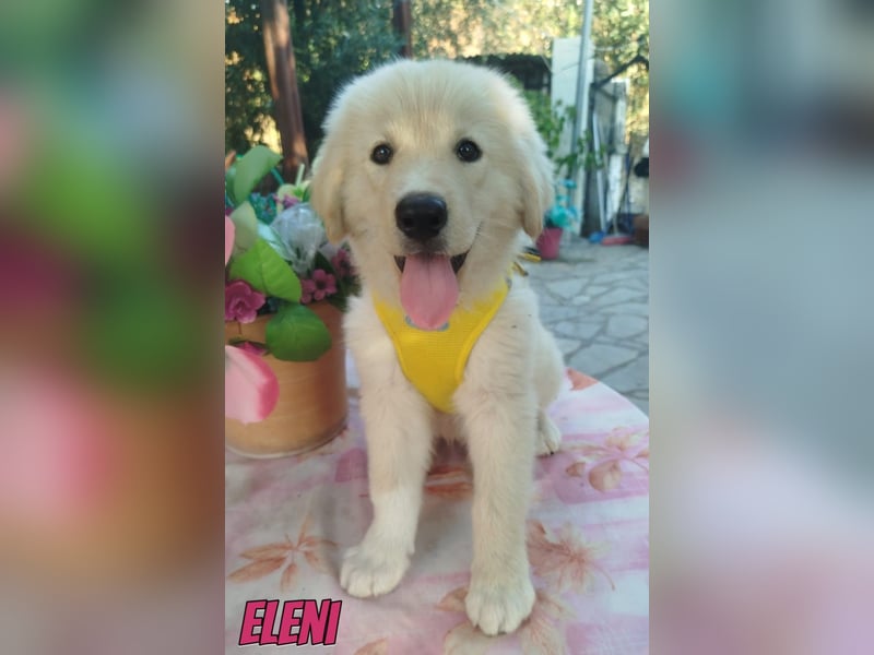 Eleni, 06/26 - kleines Wunder sucht Zuhause